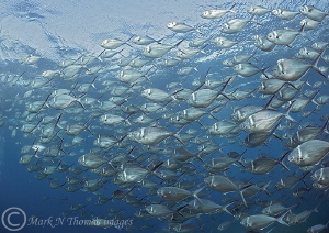 Steel Pompano.
Cabo Pearce, Isla Socorro. by Mark Thomas 